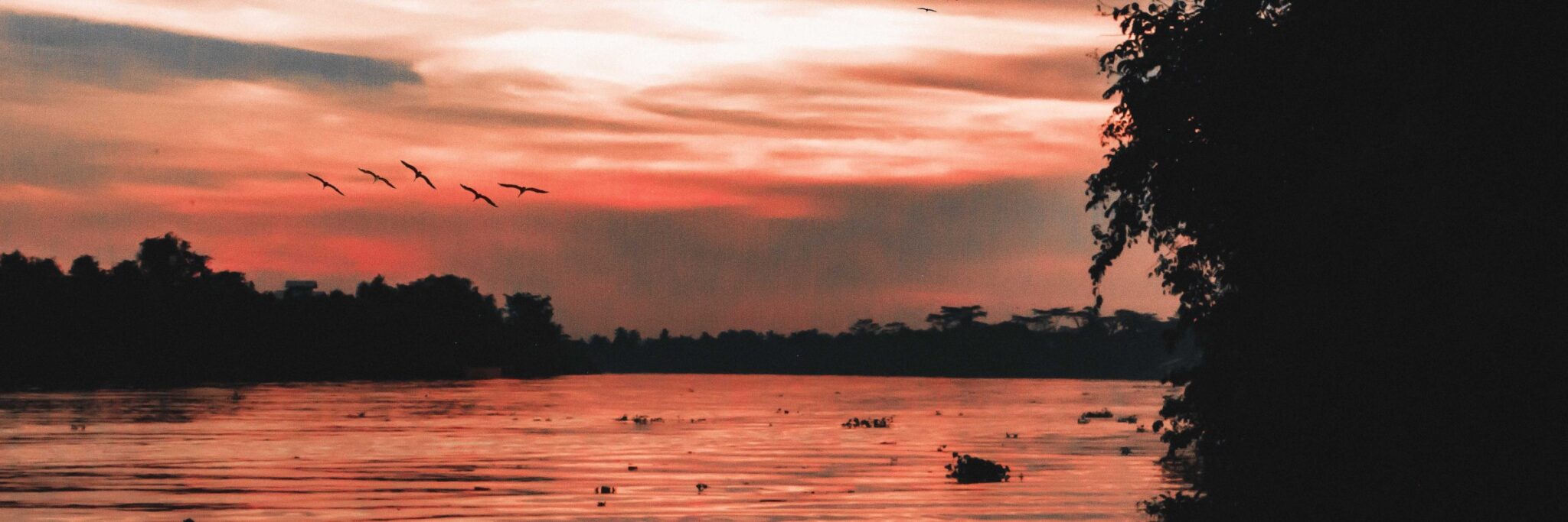 Die tropischen Regenwälder auf der Insel Borneo gelten als die artenreichsten der Welt.