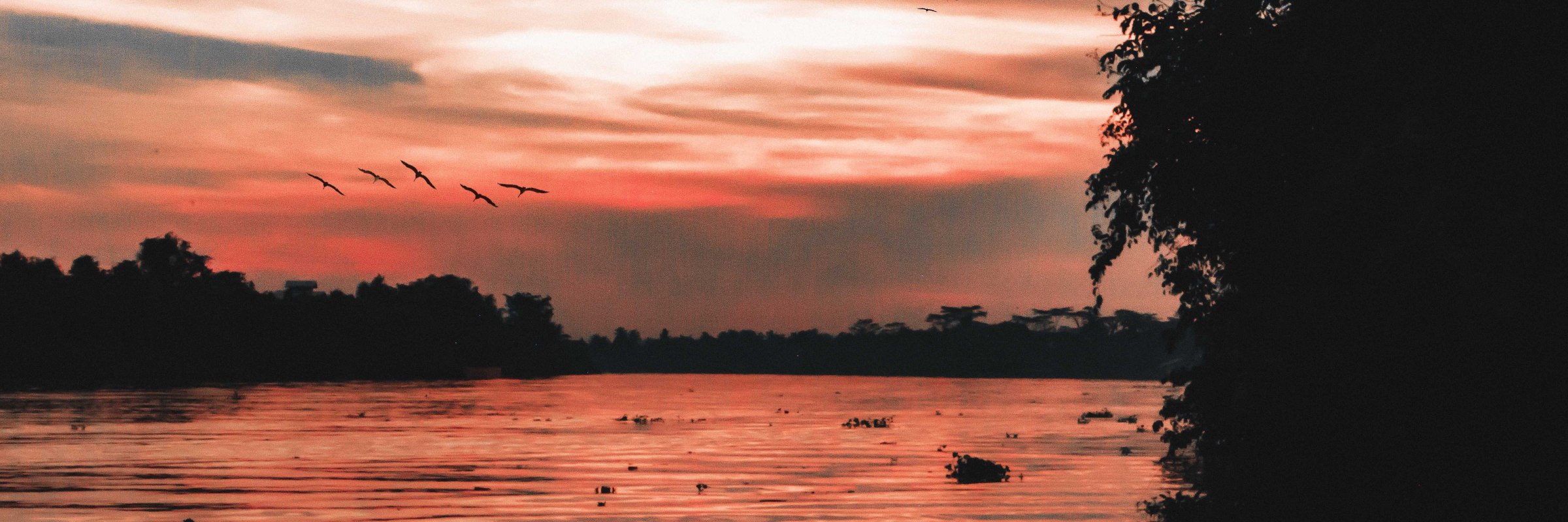 Die tropischen Regenwälder auf der Insel Borneo gelten als die artenreichsten der Welt.