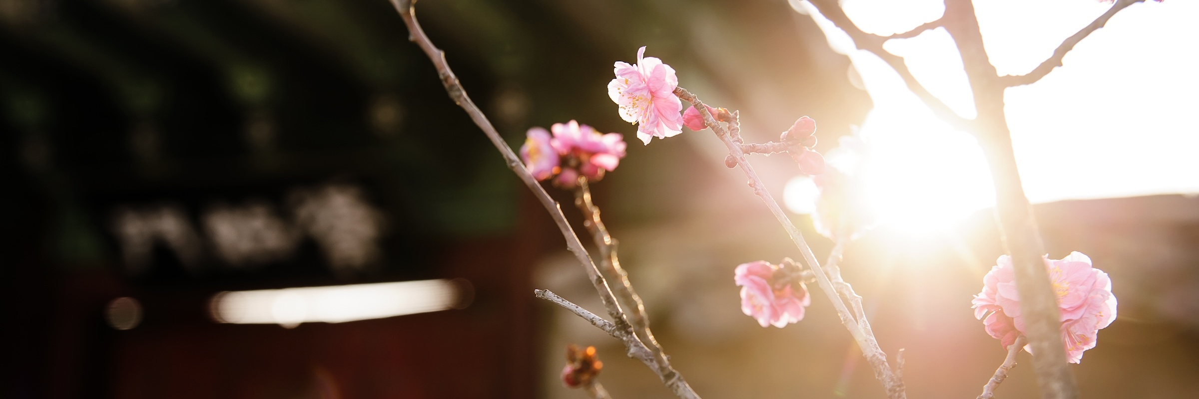 Die Kirschbäume beginnen in Korea Anfang April zu blühen, wenn der Frühling kommt und die Temperaturen angenehm warm sind.