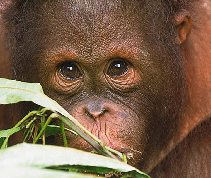 Im Sepilok Orang Utan Reservat kann man Orang Utans hautnah erleben.