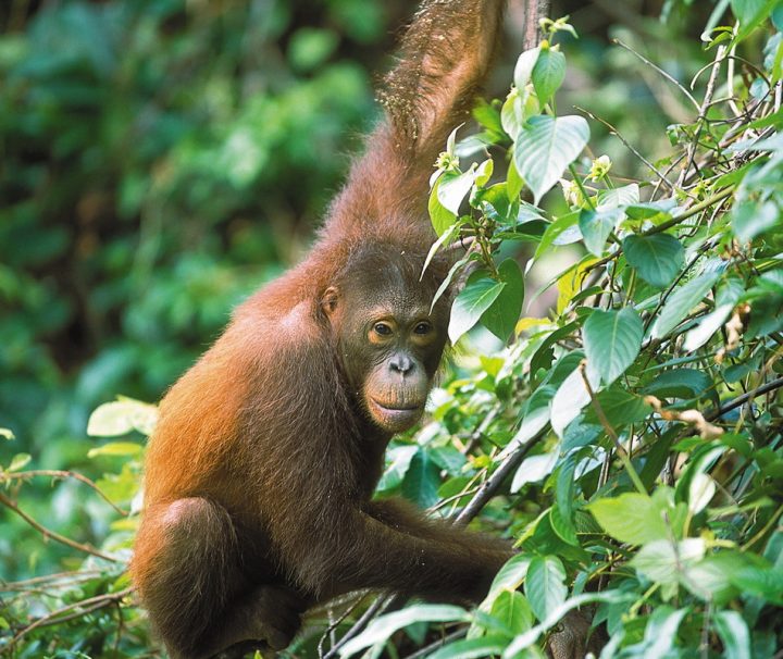 Produktbild-orang-Sandakan Borneo – Rundreise von Mulu nach Sandakan Auf Borneo können Orang Utans noch in freier Wildbahn angetroffen werden.