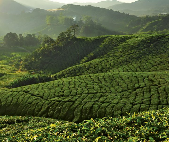Produktbild-teeplantagen-Malaysia Rundreise Die Cameron Highlands sind sowohl für Touristen als auch für Einheimische ein beliebtes Ziel für Kurzreisen
