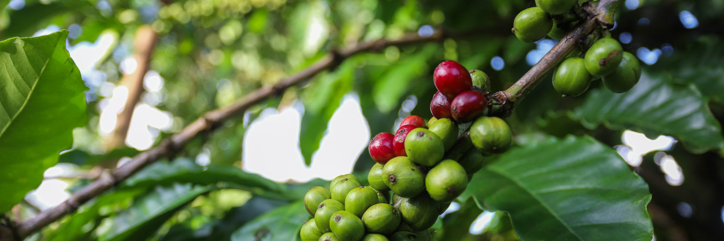 Kaffee-Pflanze in Buon Ma Thuot
