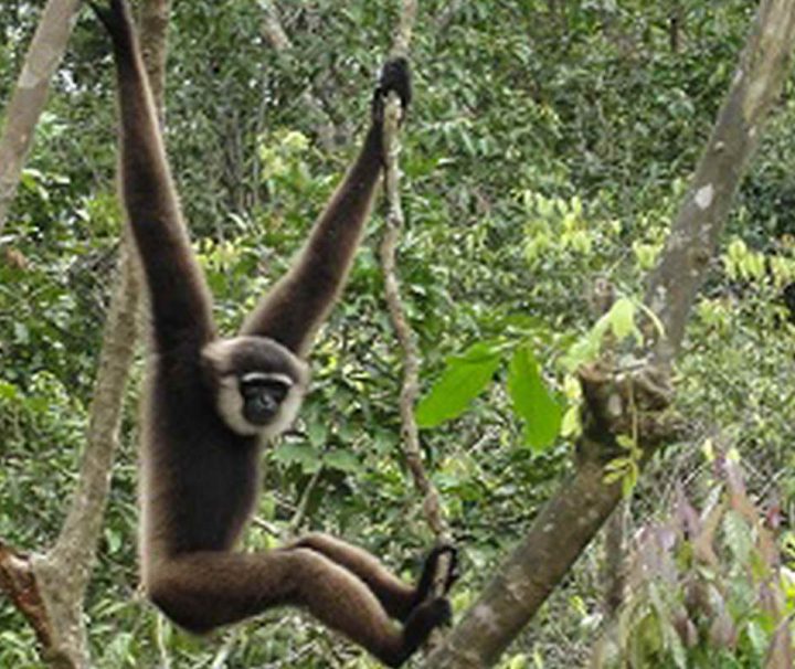 Produktbild-Tanjung Puting National Park in Kalimantan Tanjung Puting National Park in Kalimantan