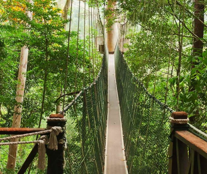 Produktbild-haengebruecke-Abenteuer Malaysia – Cameron Highlands – Taman Negara Nationalpark Der Canopy Walk ist ein System aus Hängebrücken, das es erlaubt, den Taman-Negara-Nationalpark auf luftiger Höhe zu durchwandern.
