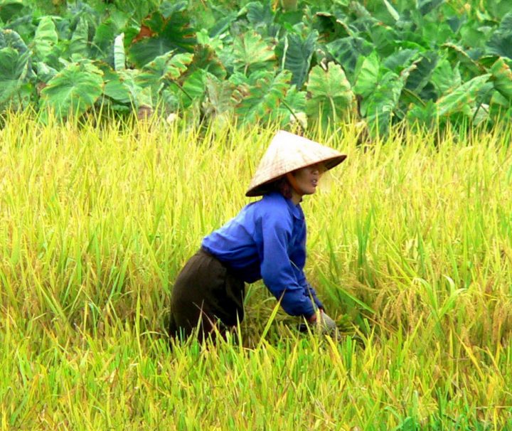 Produktbild.arbeiterin-Rundreise Vietnam Die kleinen Bauern bilden das Rückgrat des Reisanbaus in Vietnam und sind oft auch die Eigentümer des bebauten Landes. Die Feldarbeiten. Während Ihrer Vietnam Reise werden Sie diese Feldarbeiten oft sehen.