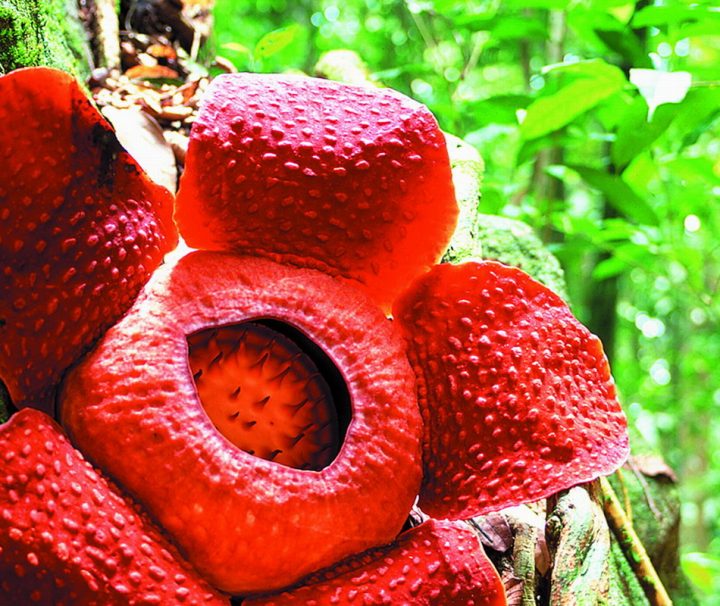 Rafflesie im Gunung Gading Nationalpark Der Gunung Gading Nationalpark ist bekannt für seine dort vorkommenden Rafflesien, die größte Blumenart der Welt.