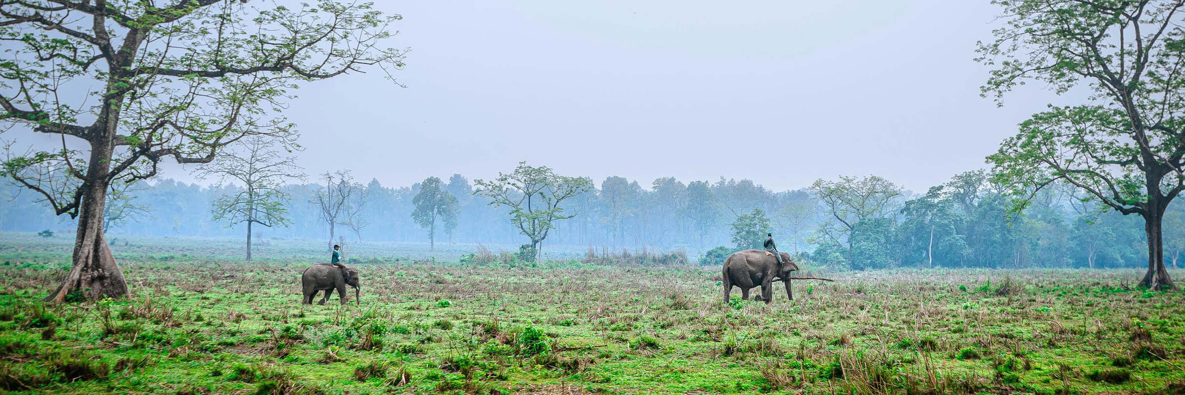 Der große Chitwan Nationalpark ist bekannt für seinen Nashorn-Bestand