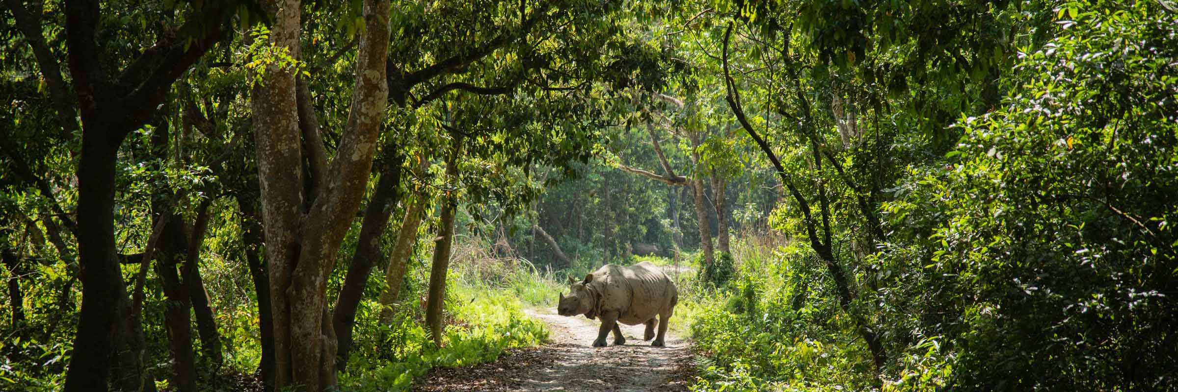 Ein Nashorn in freier Wildbahn im Chitwan Nationalpark