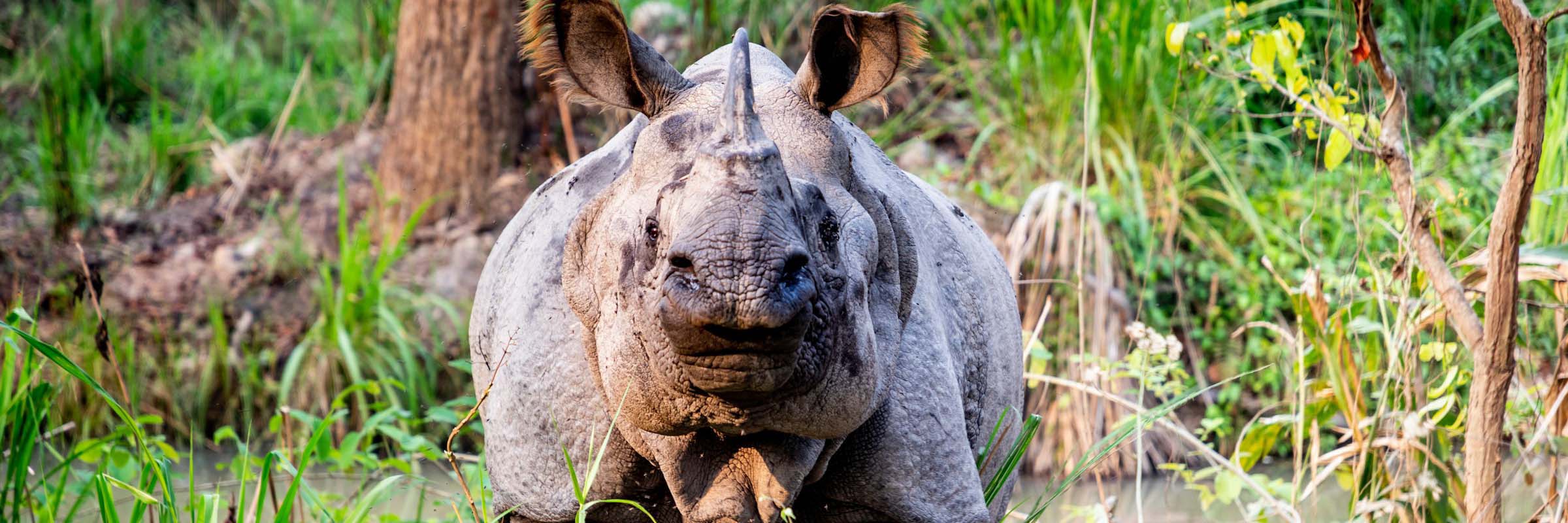 Nashörner in freier Wildbahn im Chitwan Nationalpark