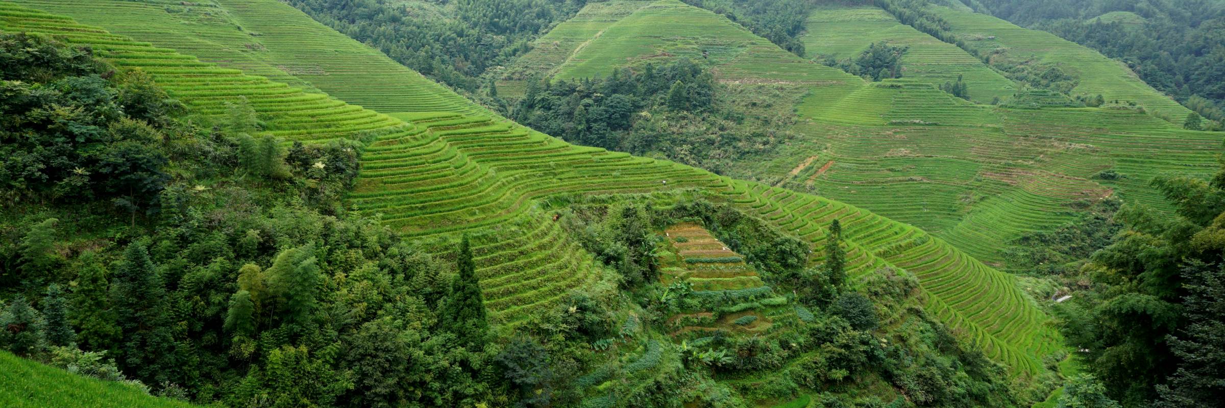 Die steilen Berghänge bei Longsheng in China wurden über Jahrhunderte hinweg kultiviert und in Terrassenfelder verwandelt.