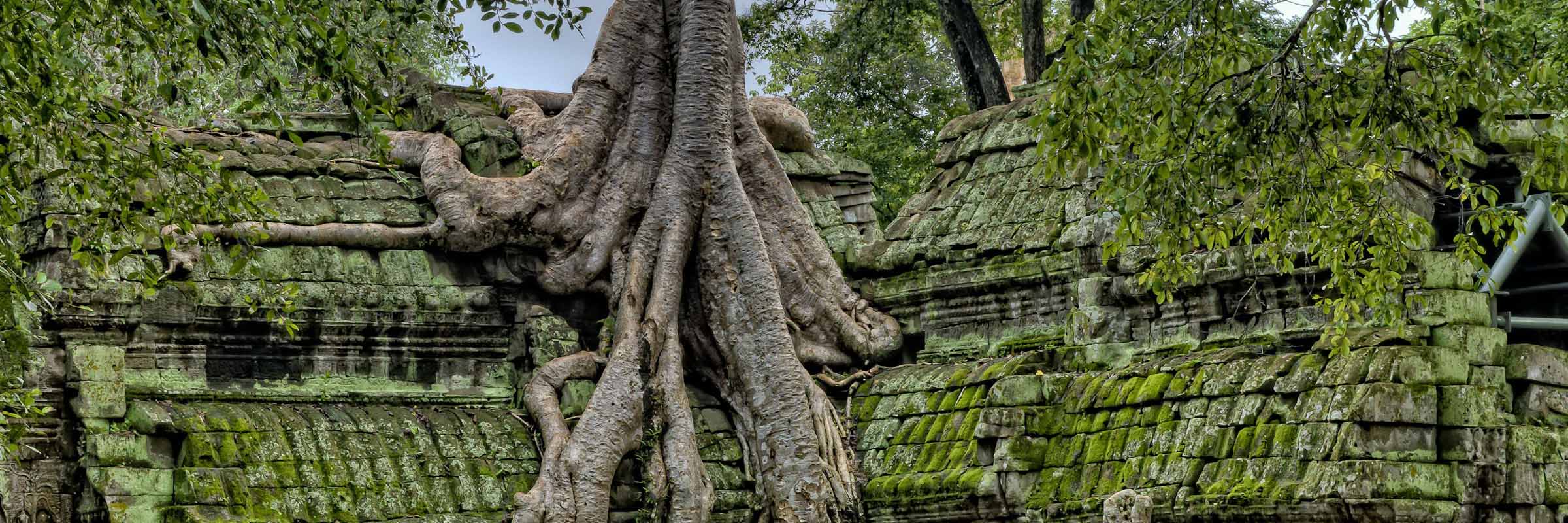 Die Banyan-Wurzeln haben den Ta Prom Tempel fest im Griff
