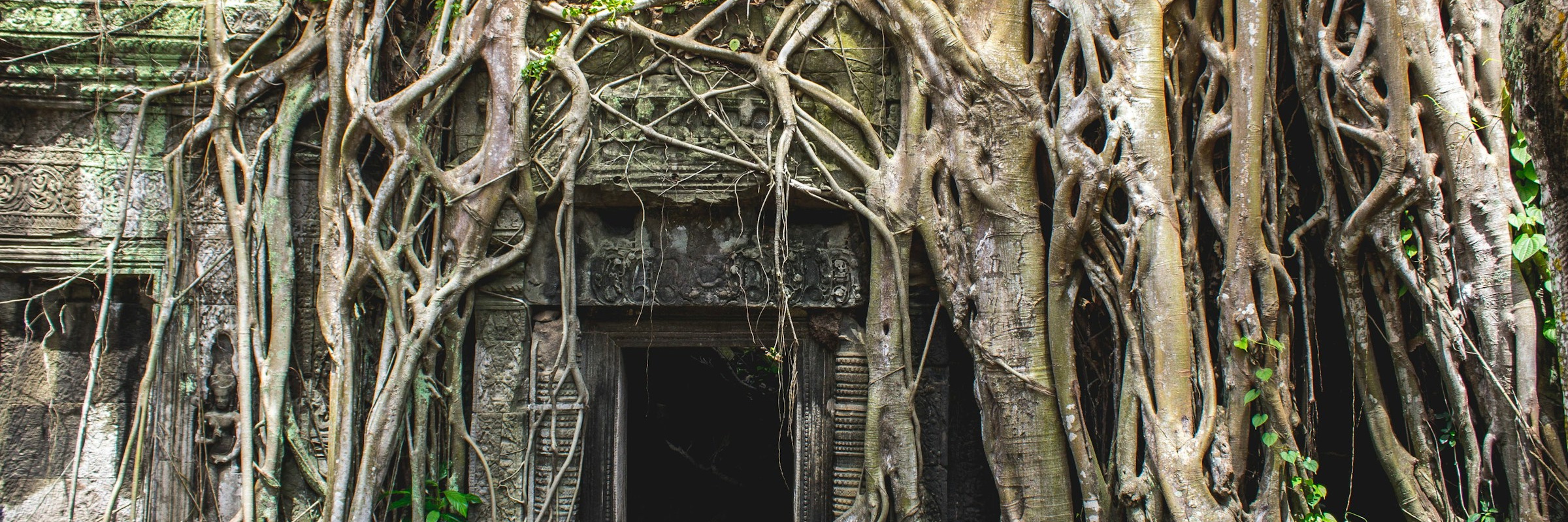 Von Feigenbaumwurzeln überwachsen. der Ta Prom Tempel in Angkor.