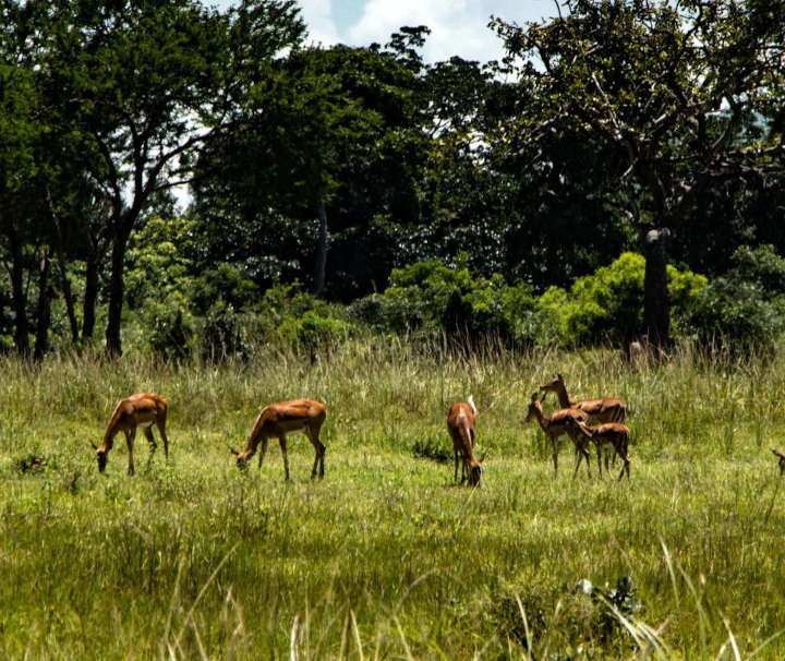 Impalas sind eine Gattung Antilopen, die im östlichen und südlichen Teil des afrikanischen Kontinents vorkommen und Landschaften mit Busch- und Baumbestand bewohnen.