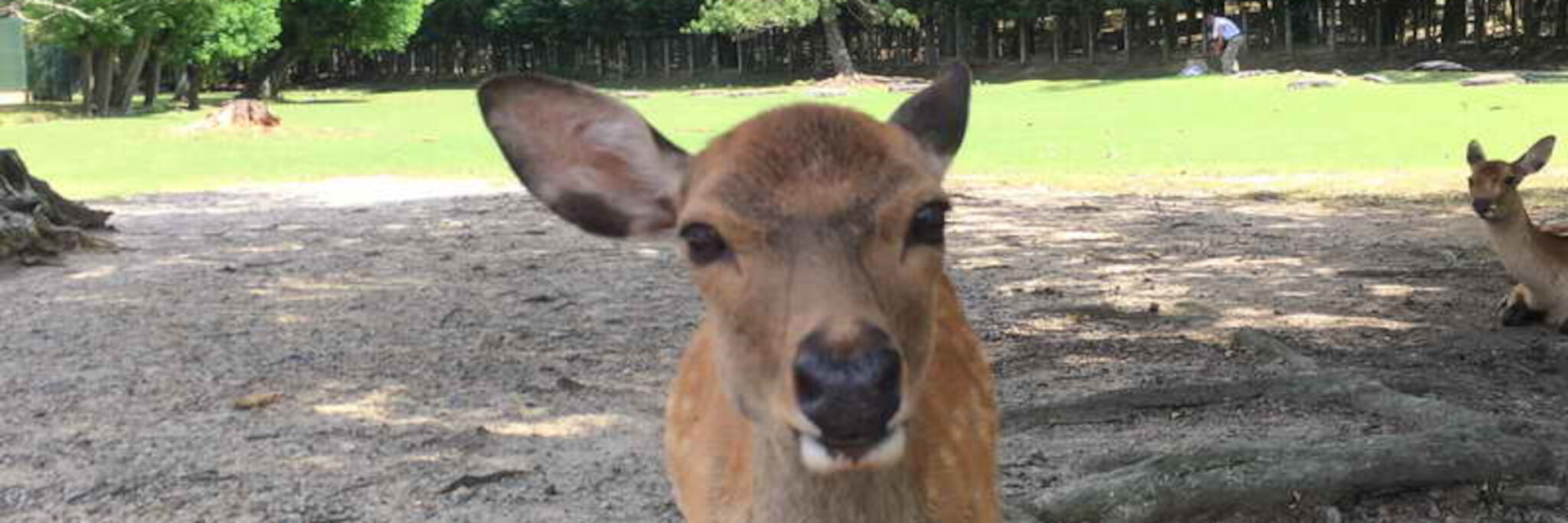 Zuckersüß und gar nicht scheu, die heiligen Rehe in Nara. Einer unserer Japan Reisetipps