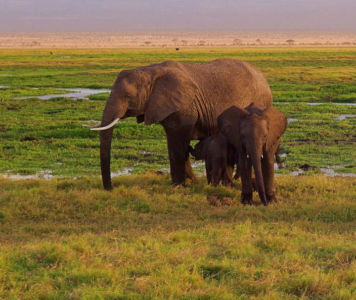 Tansania Safari Reise – Zahlreiche Herden von Elefanten sind in der afrikanischen Serengeti beheimatet.