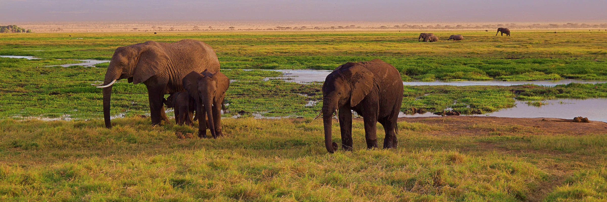 Eine kleine Gruppe von Elefanten in der afrikanischen Steppe Zahlreiche Herden von Elefanten sind in der afrikanischen Serengeti beheimatet.