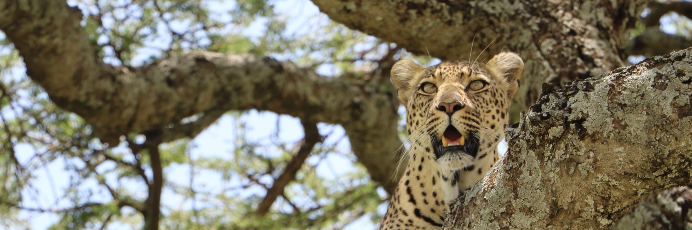 Leopard beobachtet von Baum Ein Leopard sitzt auf einem Baum, beobachtet aufmerksam seine Umgebung mit seinen charakteristischen gefleckten Fell.