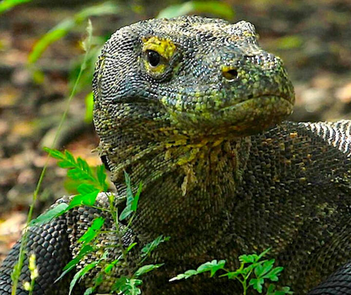 Komodowaran im Komodo Nationalpark, welcher sich über die drei Inseln Komodo, Rinca und Padar mit einer Fläche von 1817 km² erstreckt. Er ist ein Schutzgebiet für unzählige Arten aus Flora und Fauna und zählt seit 1991 zum UNESCO Weltnaturerbe.