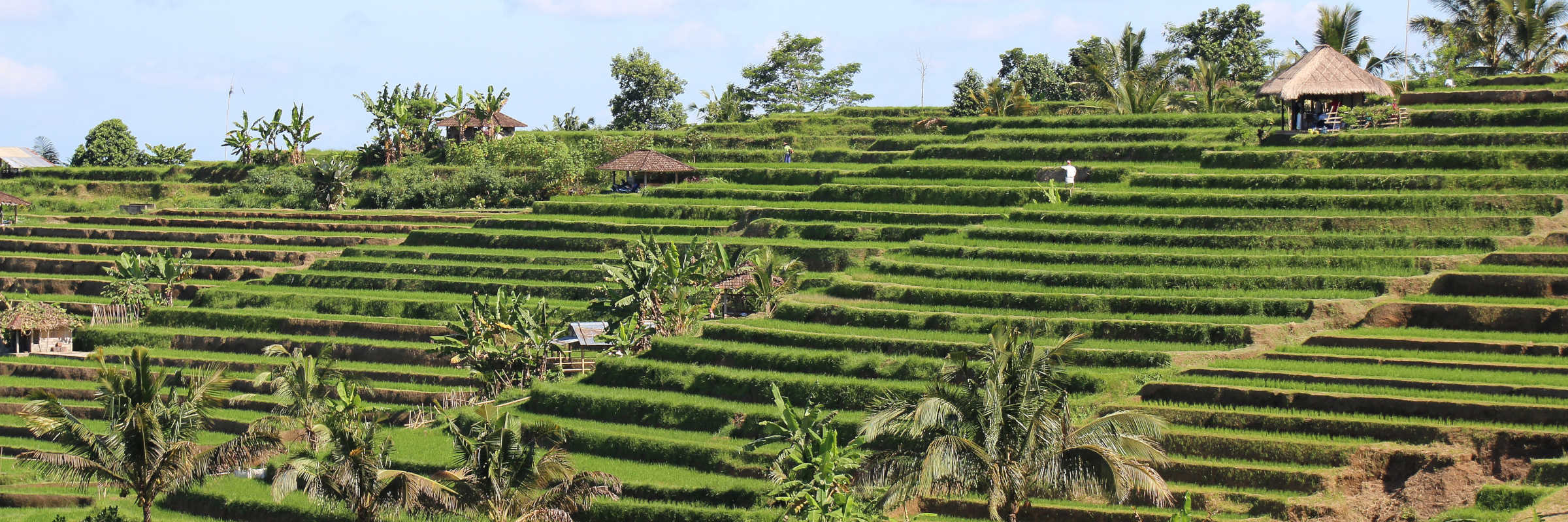 Jatiluwih: beeindruckende Reisterrassen, UNESCO-Weltkulturerbe, traditionelle balinesische Landwirtschaft, atemberaubende Landschaft.