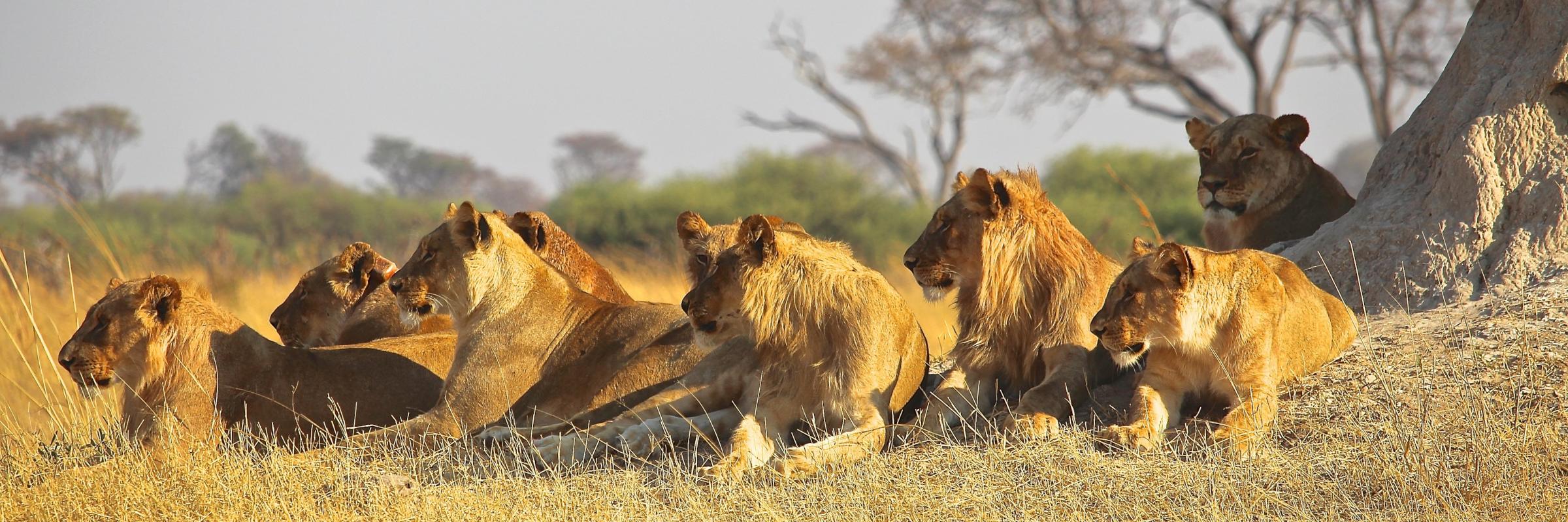 Löwen leben in Rudeln, die aus Weibchen, ihren Jungen und einigen Männchen bestehen können.