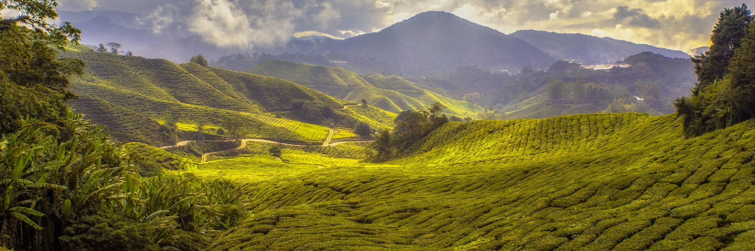 Die Cameron Highlands sind eine ca. 1.200 m bis 2.000 m über dem Meeresspiegel gelegene Hochebene, die für ihre weitläufigen Teeplantagen ist.