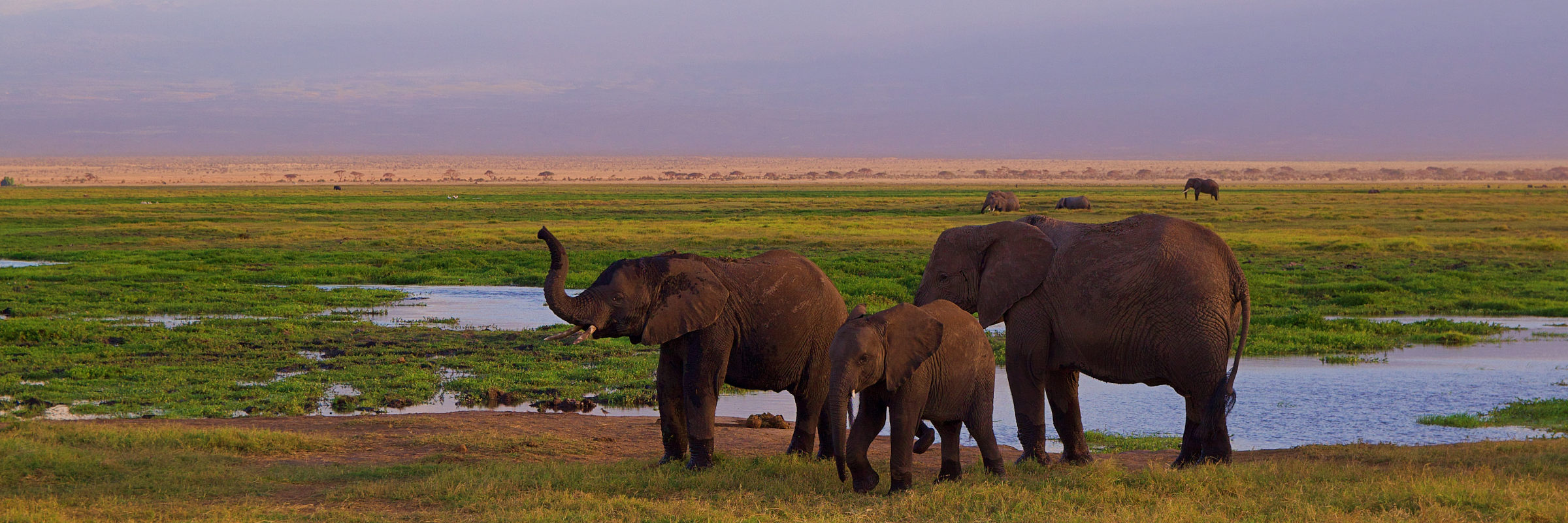Elefanten im Amboseli Nationalpark