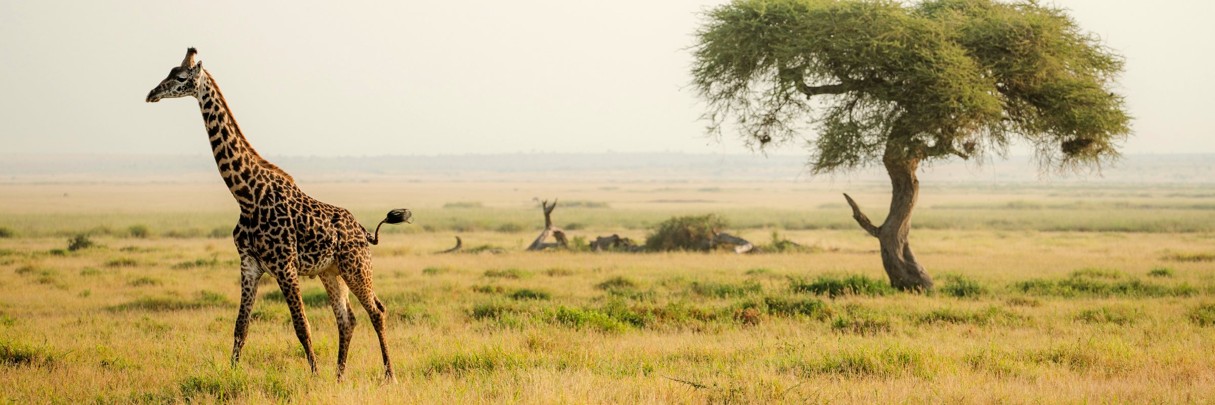Die Massai-Giraffe ist eine eigenständige Art innerhalb der Gattung der Giraffen und in Zentral- und Süd-Kenia sowie Tansania heimisch.