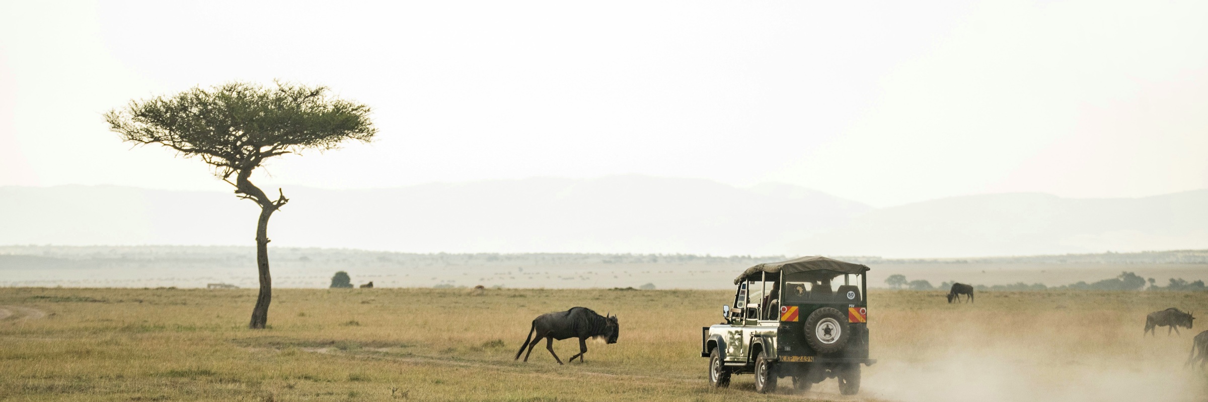 Das Masai Mara National Reserve in Kenia ist ein Gebiet ursprünglicher Savanne und geprägt grasbewachsenen Ebenen und Flüssen.