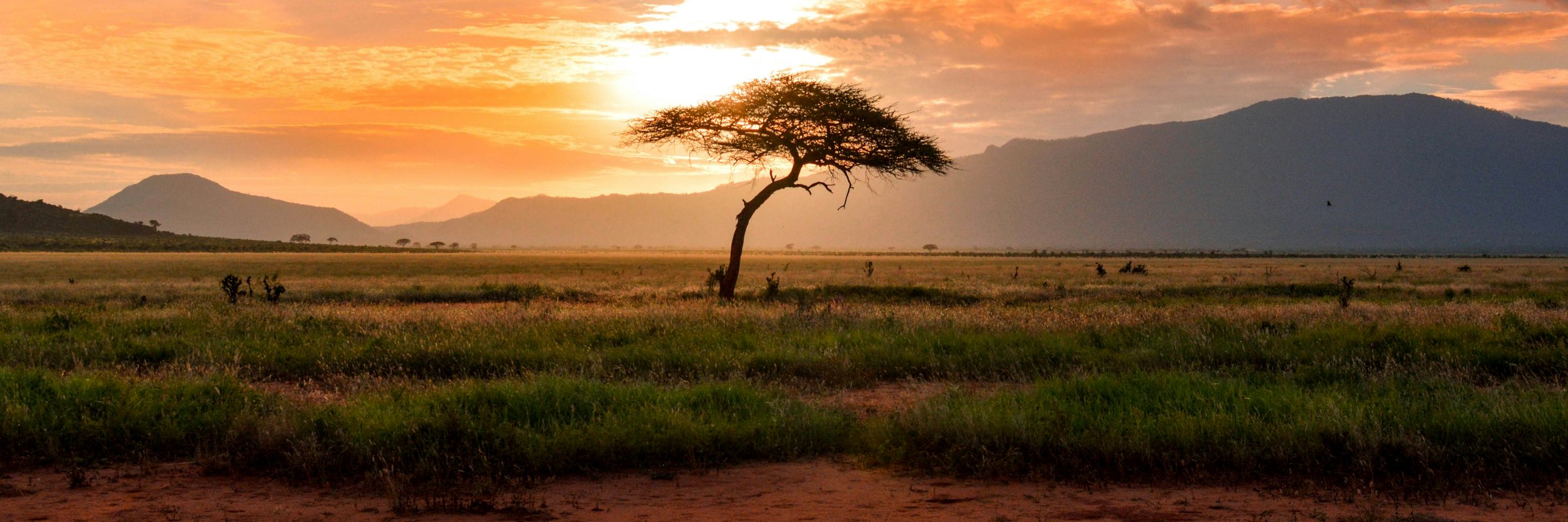 Die Landschaft des Tsavo Ost Nationalpark ist von typischer Trockensavanne mit hohem Gras und dem charakteristischen rötlichen Boden dieses Areals geprägt.