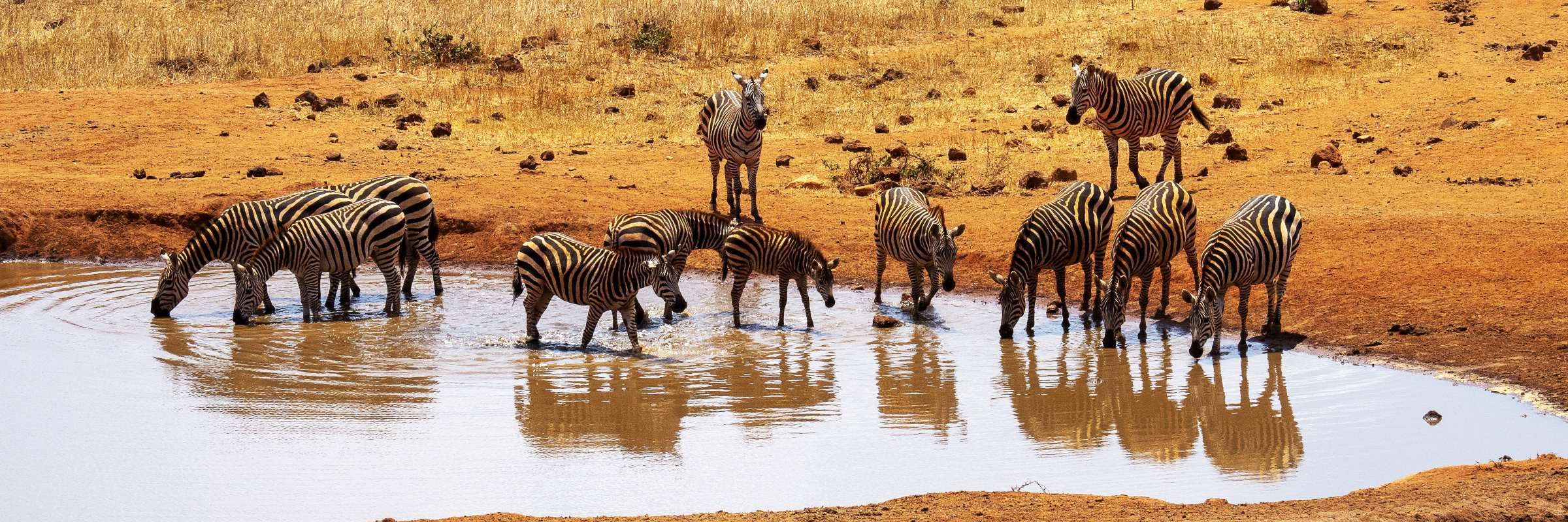 Zebras sind ausschließlich in Afrika beheimatet und leben in den Graslandschaften und Savannen südlich der Sahara.