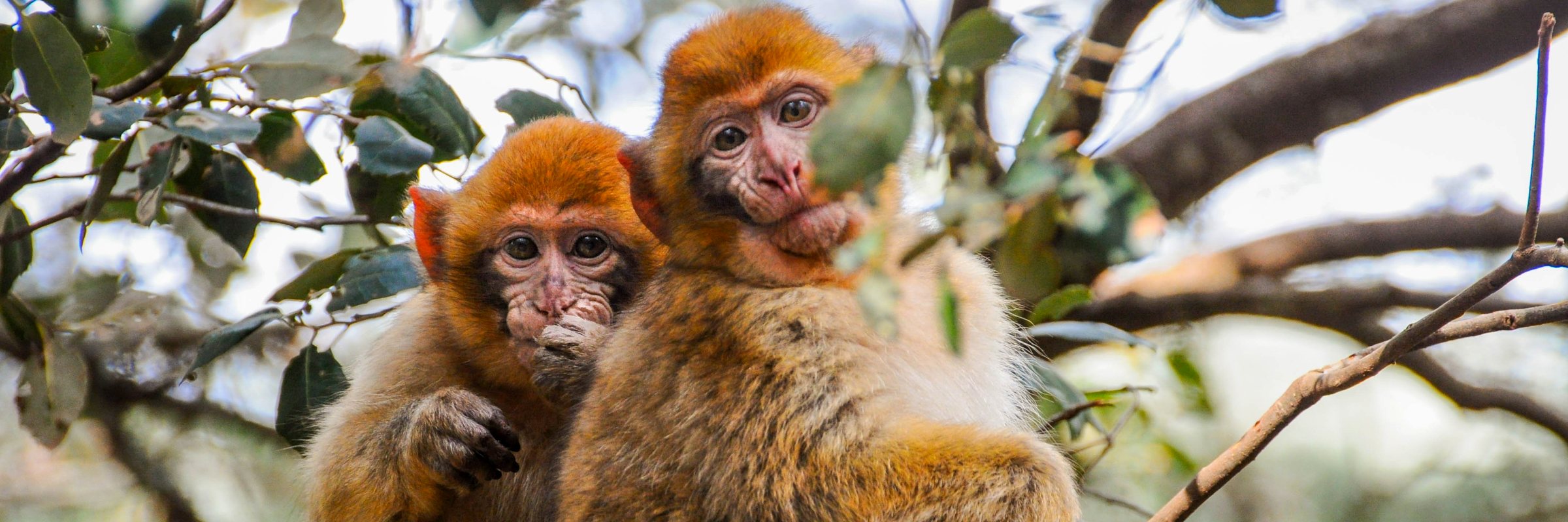 Berberaffen in Marokko