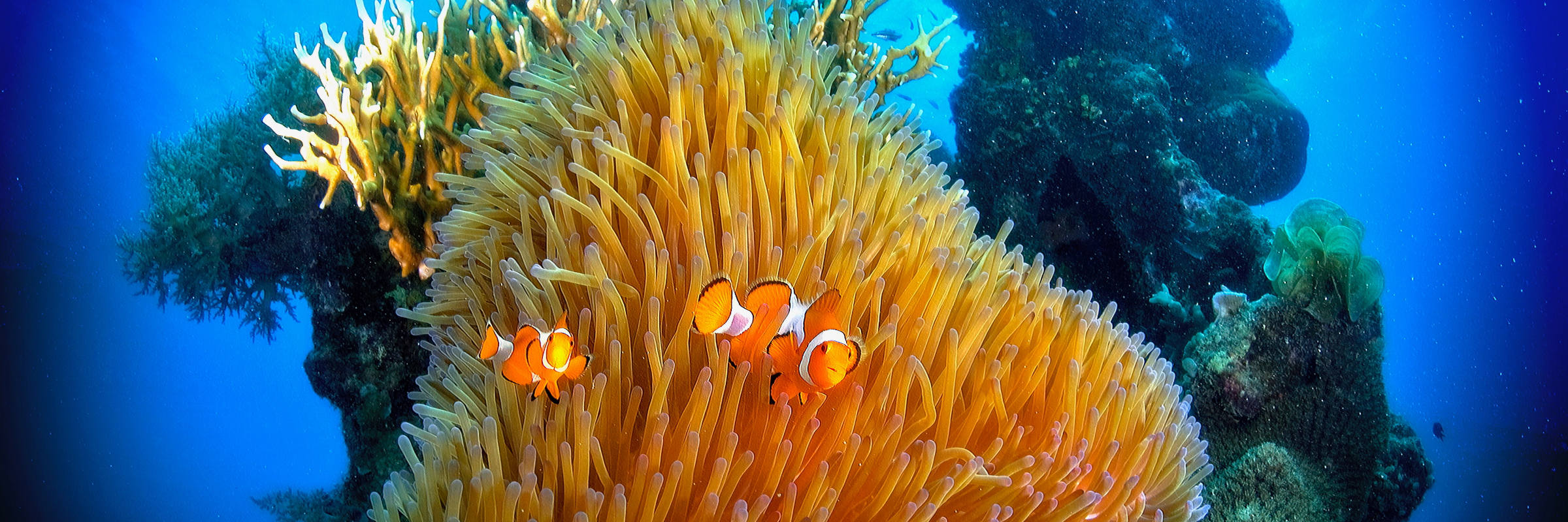 Tauchen am Kura Kura Resort