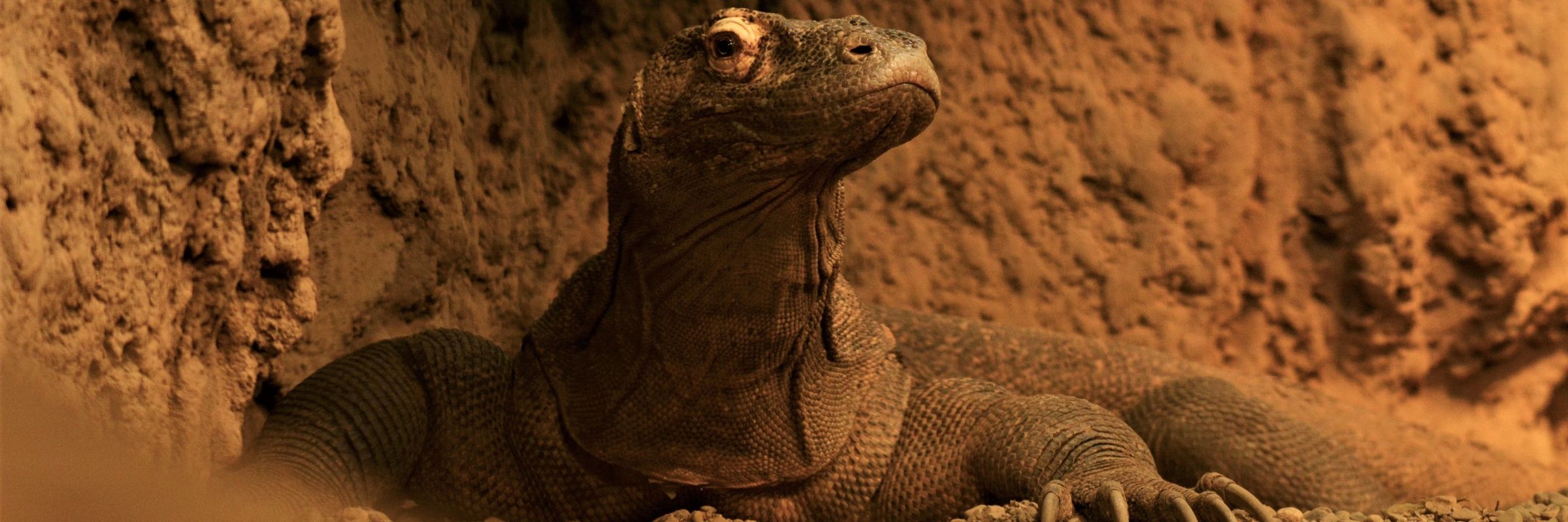 Waran im Komodo-Nationalpark in Indonesien