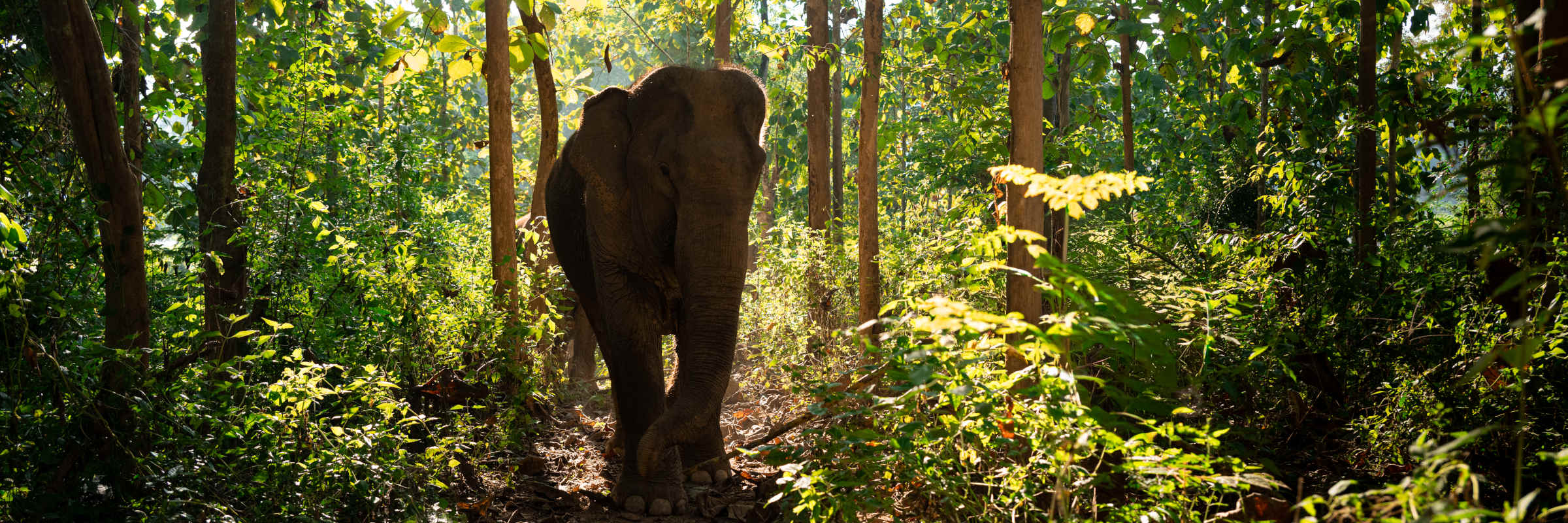 Ethische Elefantenbegegung im Mandalao Elephant Camp bei Luang Prabang, Laos - Beobachtung ohne Reiten