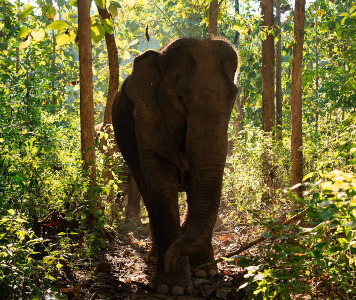 Ethische Elefantenbegegung im Mandalao Elephant Camp bei Luang Prabang, Laos - Beobachtung ohne Reiten