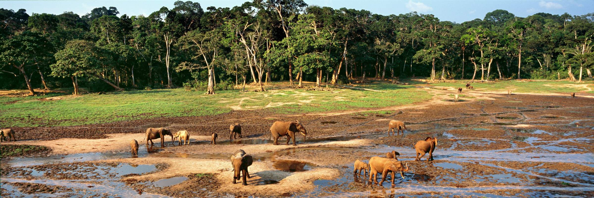 Elefanten im Dzanga-Sangha-Reservat in der Zentralafrikanischen Republik