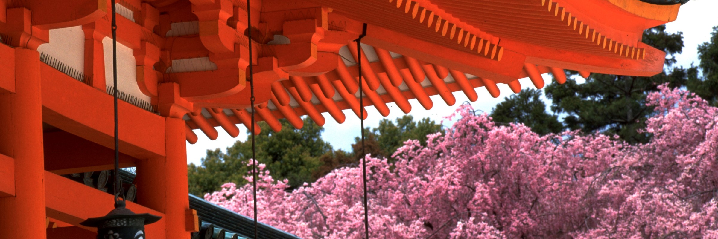 Kirschblüte am Heian Schrein in Kyoto