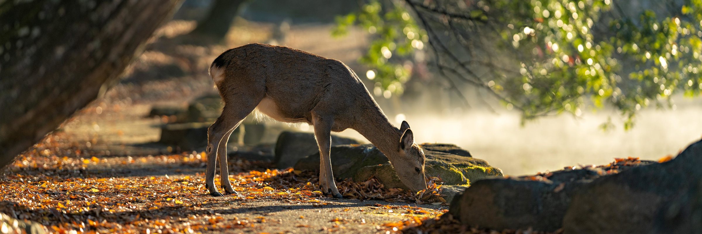 Sika-Hirsch in der japanischen Stadt Nara