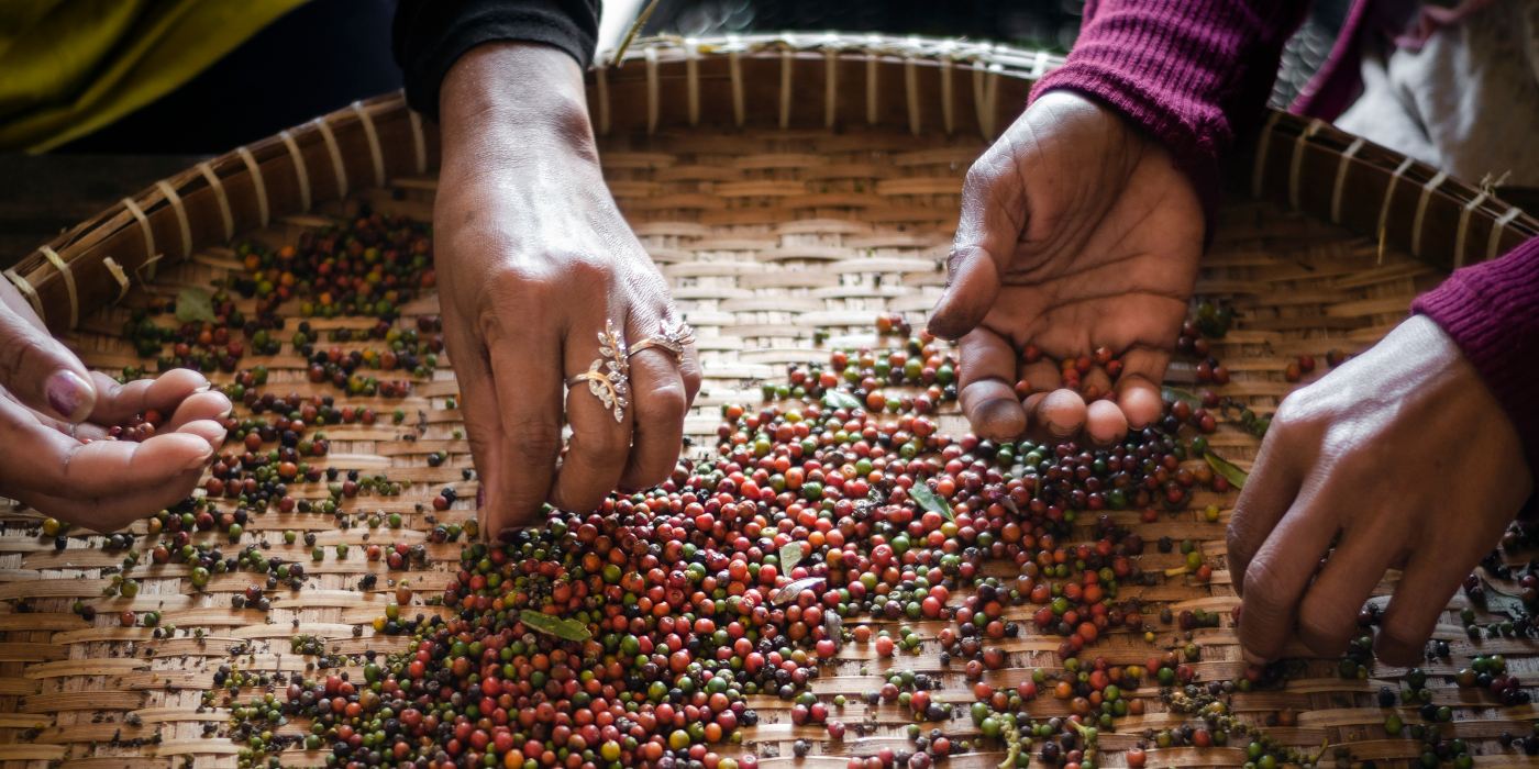 Sortieren von frischen Pfefferkörnern auf der Plantage im Kampot
