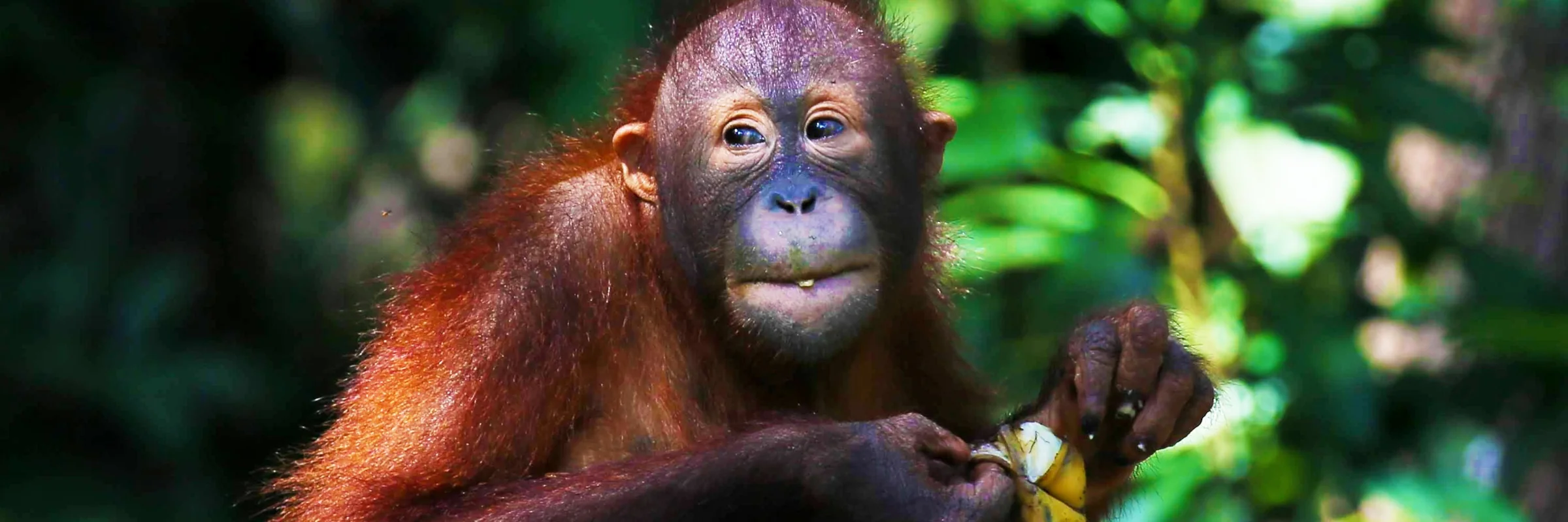 Junger Orang-Utan auf Borneo