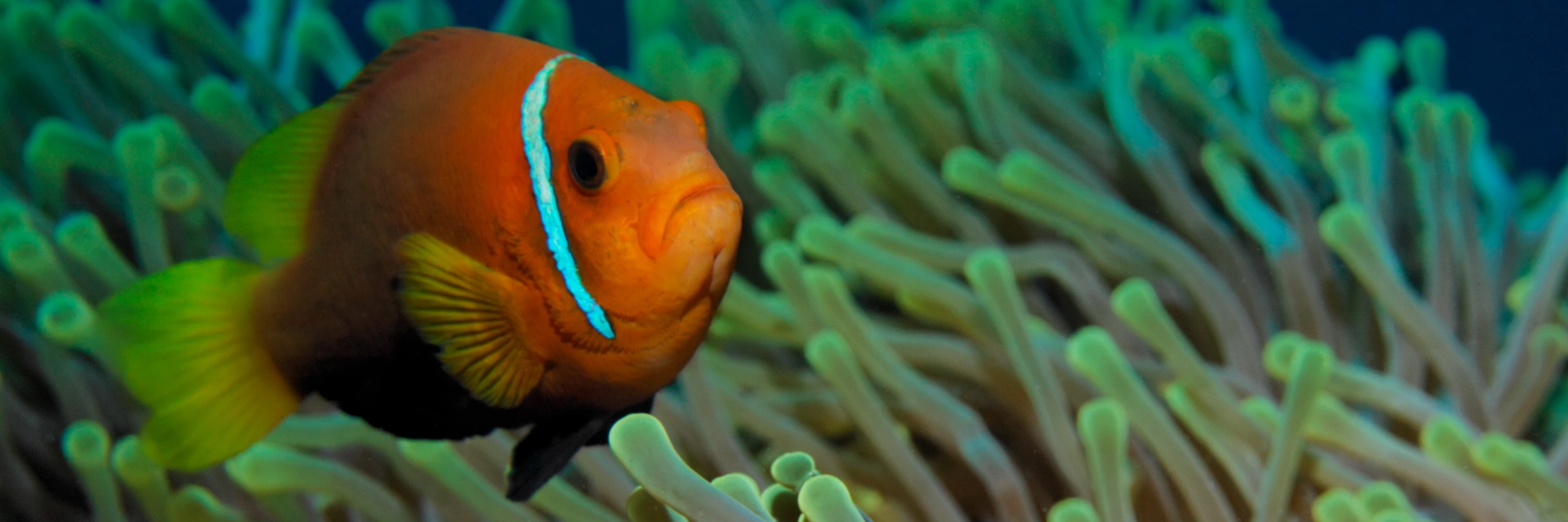 Ein Malediven-Anemonenfisch in einer grünen Seeanemone beim Tauchen im Indischen Ozean.