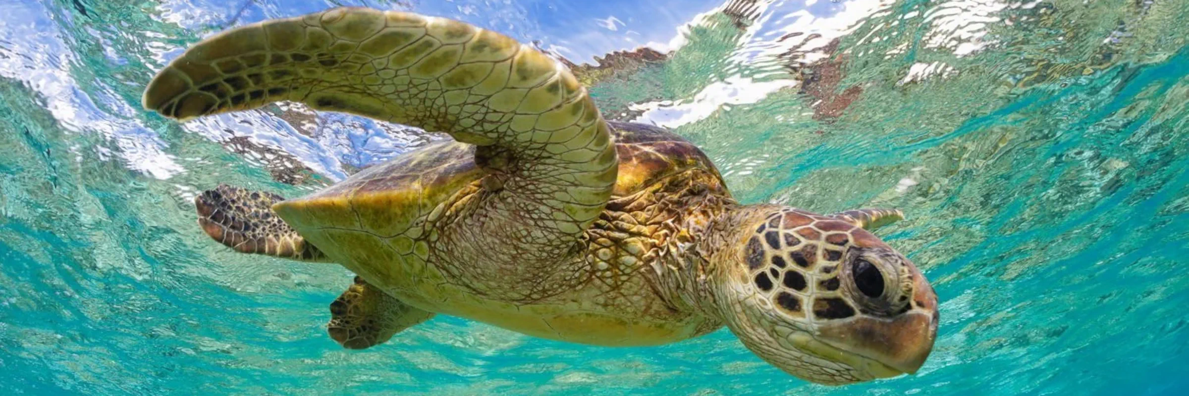 Grüne Meeresschildkröte schwimmt im türkisfarbenen Wasser vor Derawan Island, Kalimantan – ein Highlight der Wildlife- und Tauchreise in Indonesien.