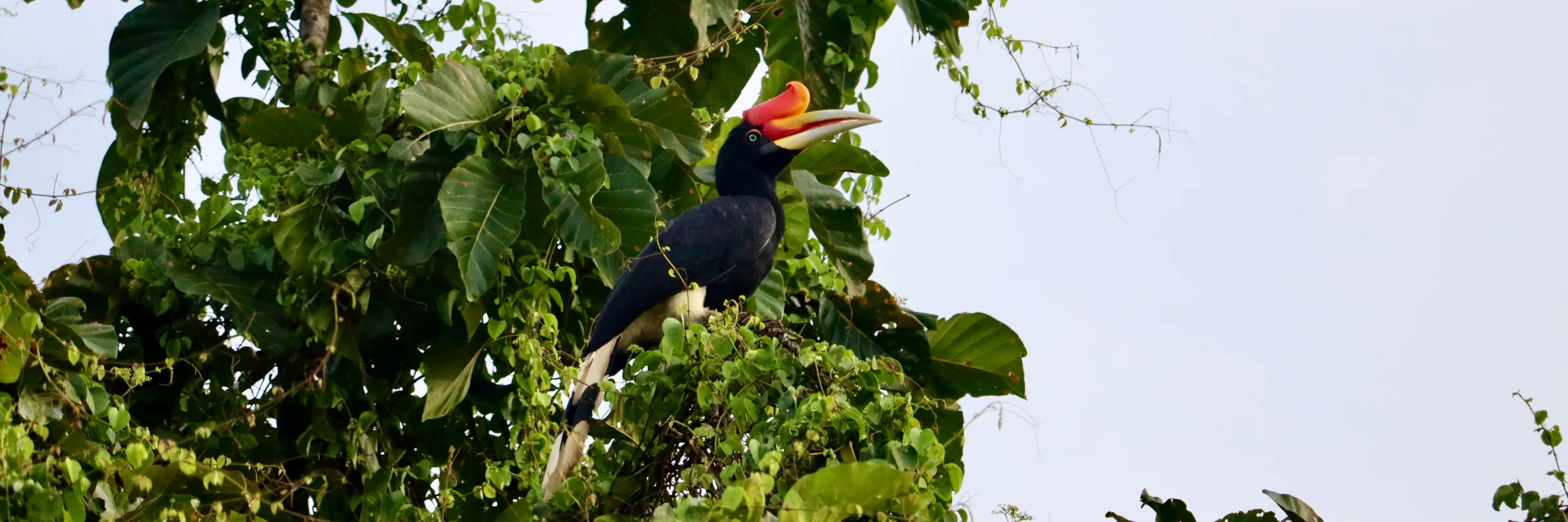 Nashornvogel auf Borneo