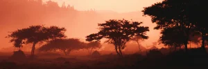 Savannenlandschaft in Ruanda