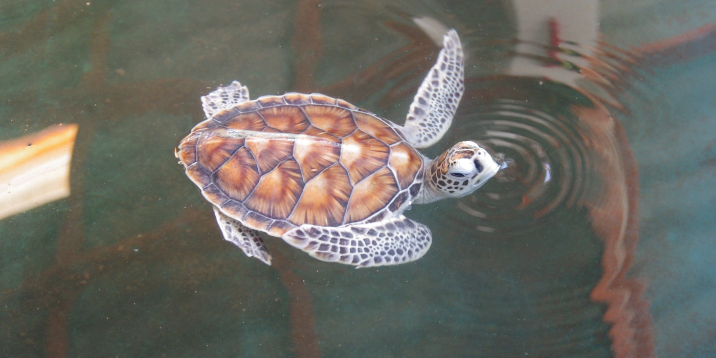 Meeresschildkröte Sea Turtle Conservation Centre