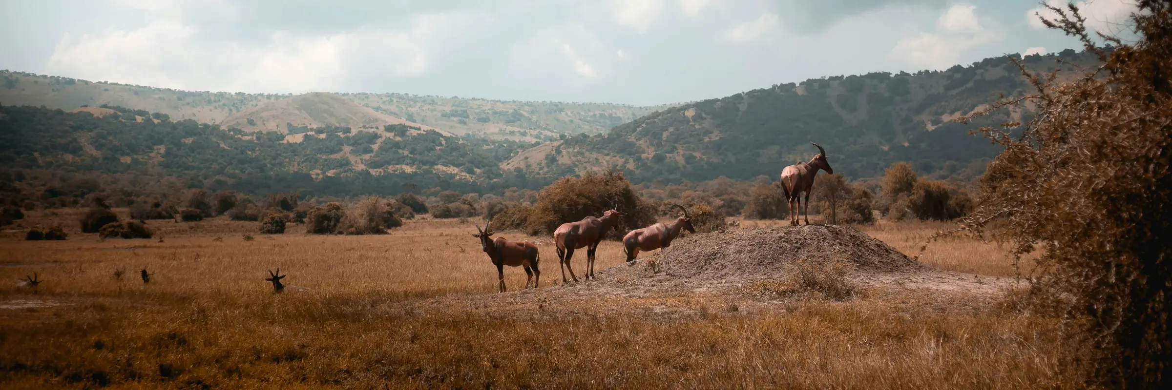 Topis im Akagera-Nationalpark in Ruanda