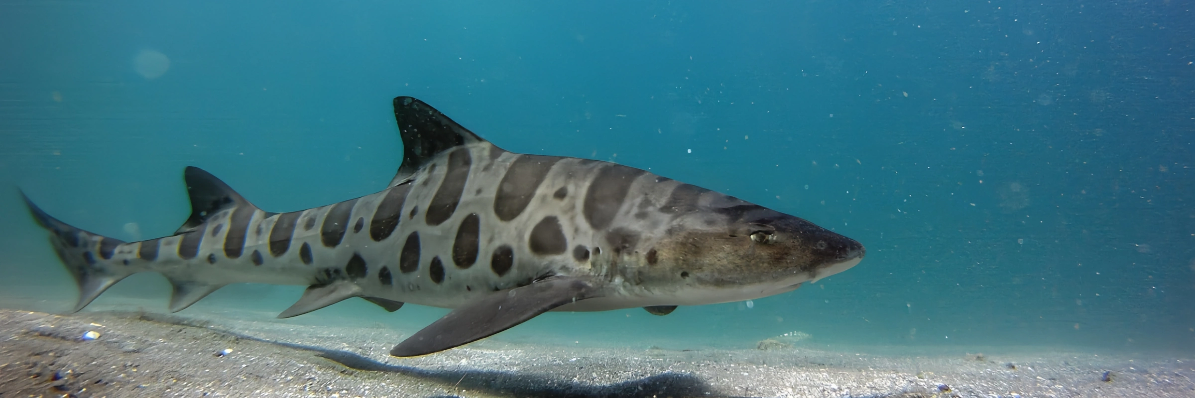 Ein majestätischer Leopardhai gleitet über den sandigen Meeresboden bei Derawan Island, Kalimantan – ein Highlight für Taucher auf der Indonesien-Wildlife-Rundreise.