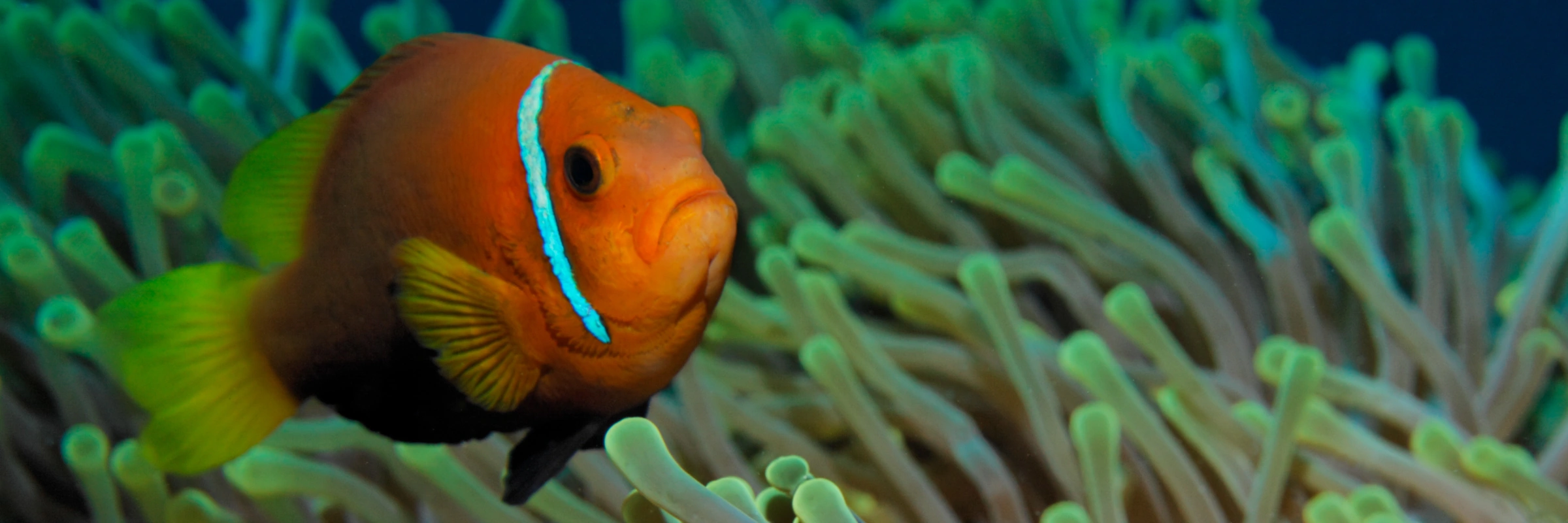 Ein orange-weißer Clownfisch schwimmt in einer grünen Seeanemone während eines Tauchgangs auf den Malediven.