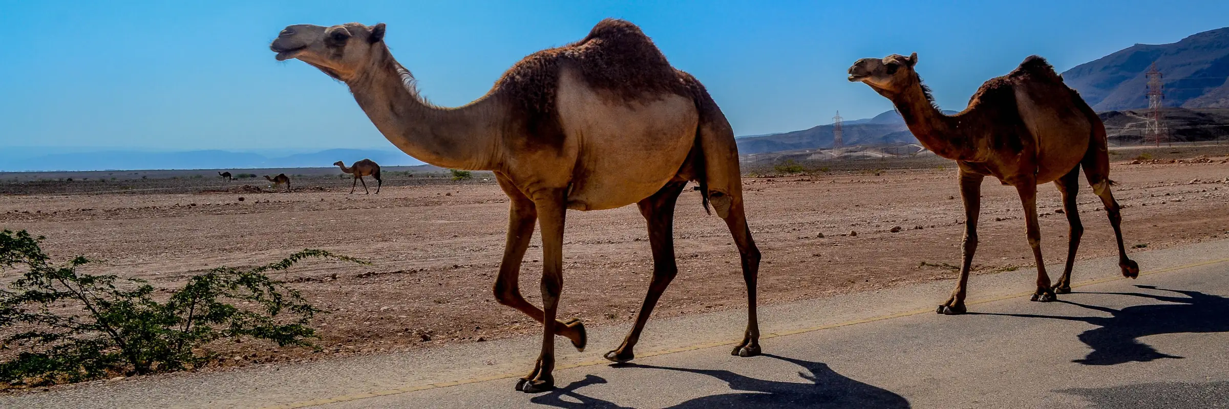 Dromedare in Salalah im Oman